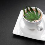 Drink Your Weed: 5 Popular Cannabis Drinks You Should Try Right Now